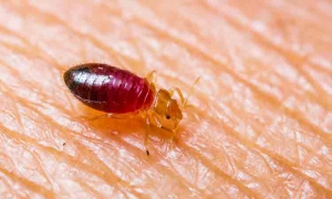 Bed Bugs Control Service in Chennai