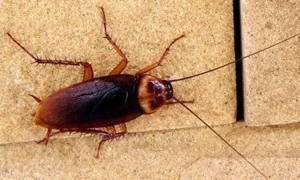 Cockroach service chennai