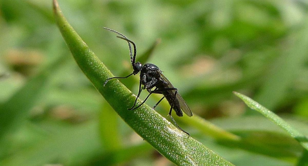 Fungus Gnat Control 