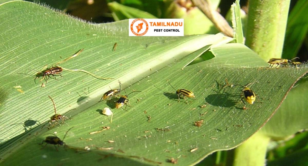 Thrips Control Service