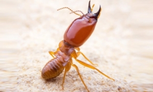 Termite Control Service in Chennai