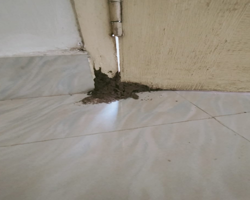 Pest Control Services  in Sholinganallur